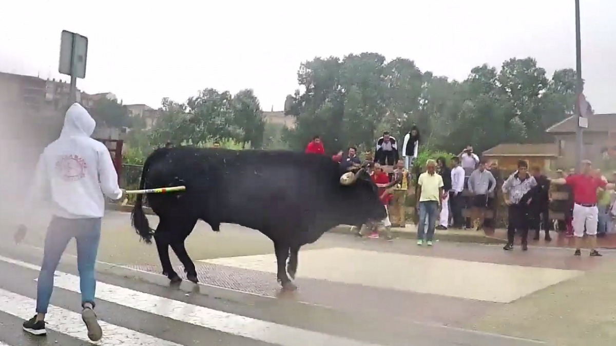 Un mozo golpea al animal en el encierro del Toro de la Peña. Foto: PACMA Un mozo golpea al animal en el encierro del Toro de la Peña. Foto: PACMA
