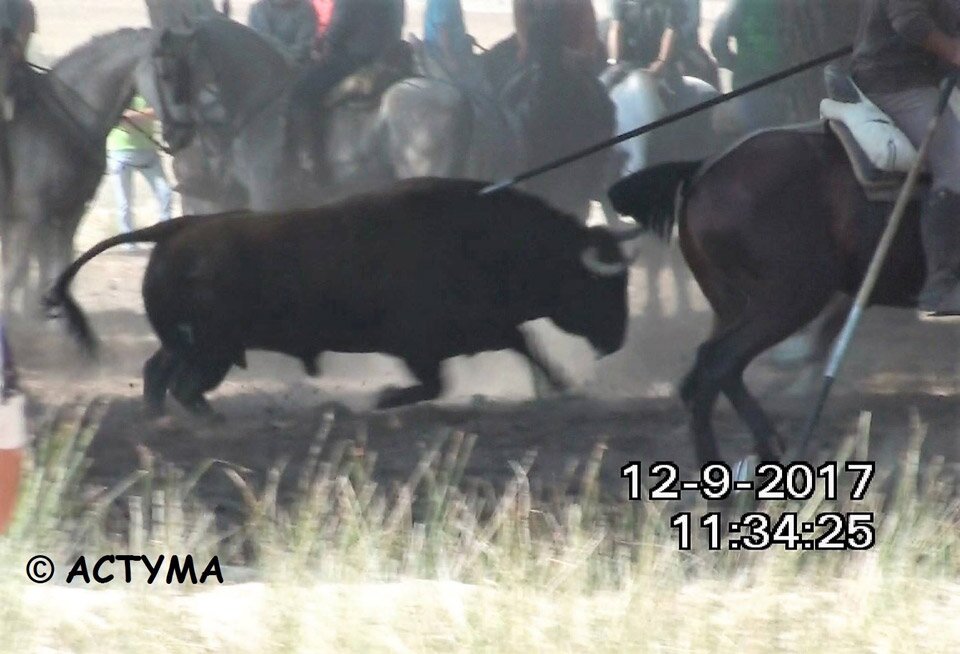 Momento del encierro del Toro de la Vega 2017. FOTO: ACTYMA Momento del encierro del Toro de la Vega 2017. FOTO: ACTYMA