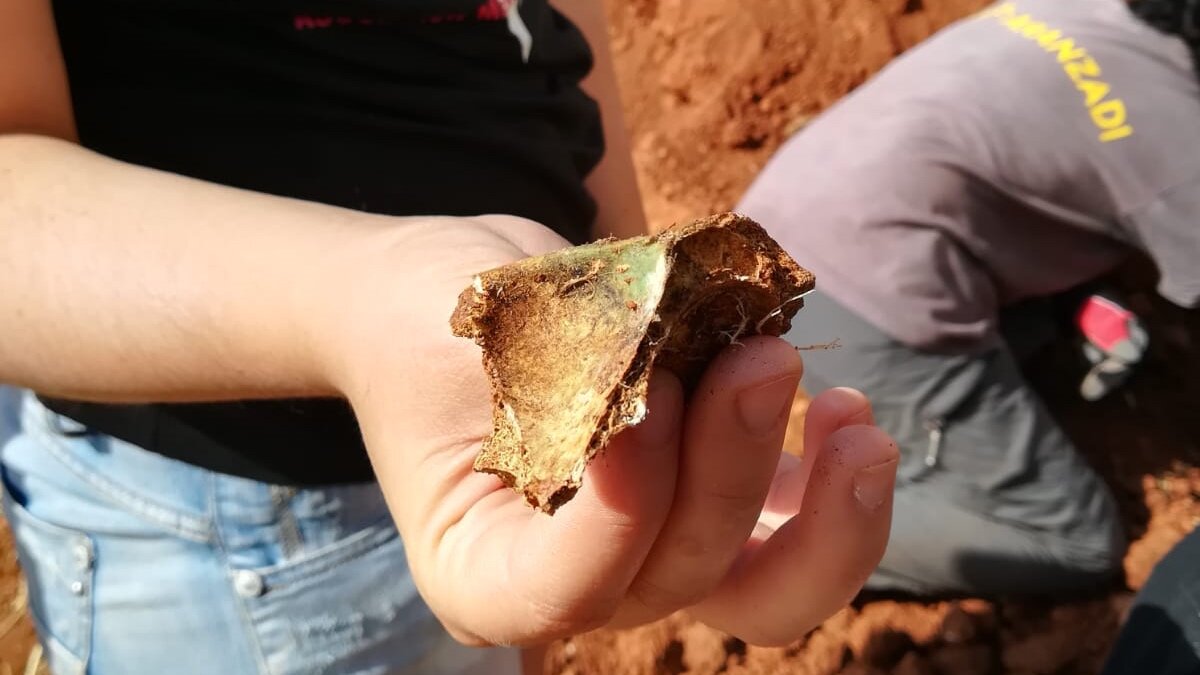 Restos de la zona orbital de un cráneo con mancha de proyectil encontrada en La Riba de Escalote. Restos de la zona orbital de un cráneo con mancha de proyectil encontrada en La Riba de Escalote.